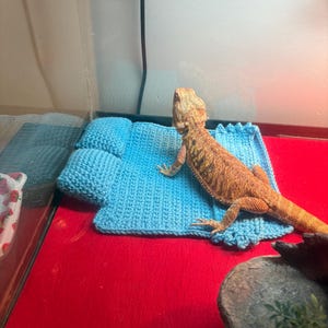 Blue Bearded Dragon  Bedding set
