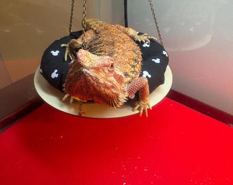 BEARDED DRAGON papasan swing