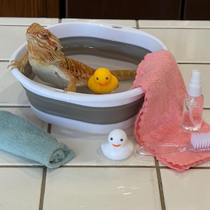 Peut inclure: Un dragon barbu dans une baignoire pliable blanche et grise avec de l'eau, un canard en caoutchouc jaune et un petit canard blanc. Une serviette rose, un flacon pulvérisateur, une brosse et un gant de toilette roulé bleu sarcelle sont également présents.