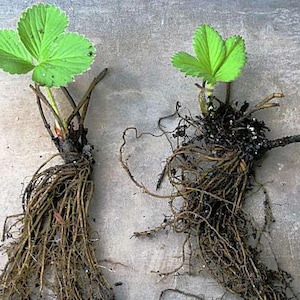 12  Everbearing Strawberry bare roots ( pre-order). Very Sweet, High Yield. Zones: 4-8. Non GMO