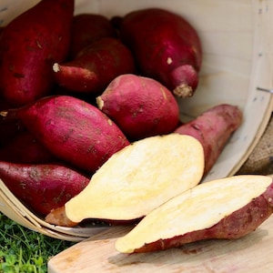 May include: A basket filled with sweet potatoes, some of which are cut in half, revealing their bright yellow flesh. The potatoes are a deep reddish-purple color.