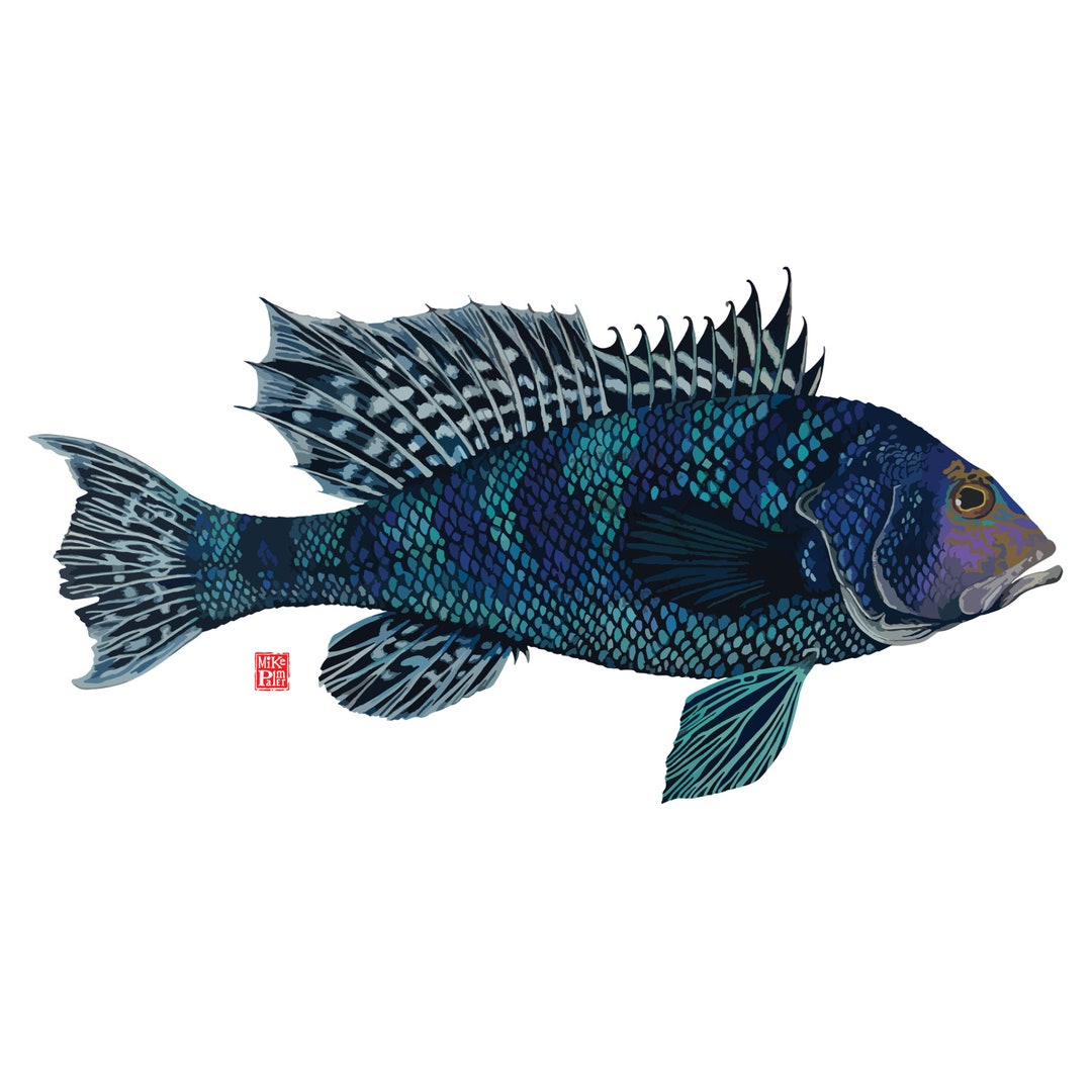 Black Sea Bass Vector Art Fish Vector Art Vector Art Black - Etsy