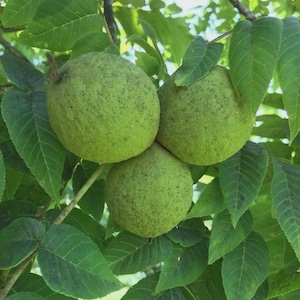May include: Close-up of three green walnuts still on the tree. The walnuts are round and have a textured surface with small black spots. The leaves are a vibrant green color and surround the walnuts.