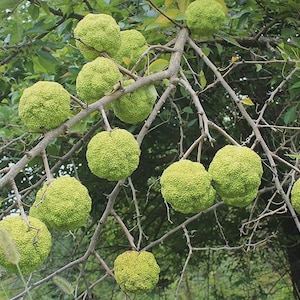 May include: A close-up shot of a tree branch laden with multiple large, round, green Osage orange fruits. The fruits have a textured surface and are clustered among the tree's branches and leaves.