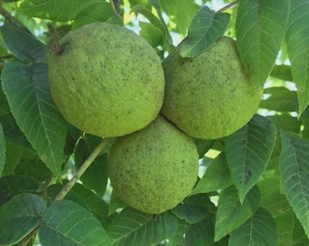 Green Black Walnuts - Whole Walnuts For Herbal Medicine, Tincture or Dye  5 LBS