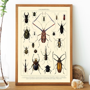 Póster exclusivo vintage con escarabajos - COLEOPTERA (SIN MARCO)