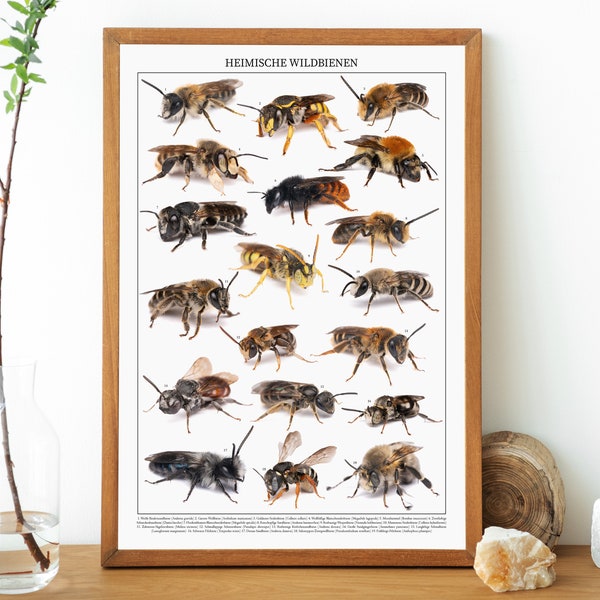 Wild Bees Poster - Native Wild Bees - With German and Latin Captions (WITHOUT FRAME)