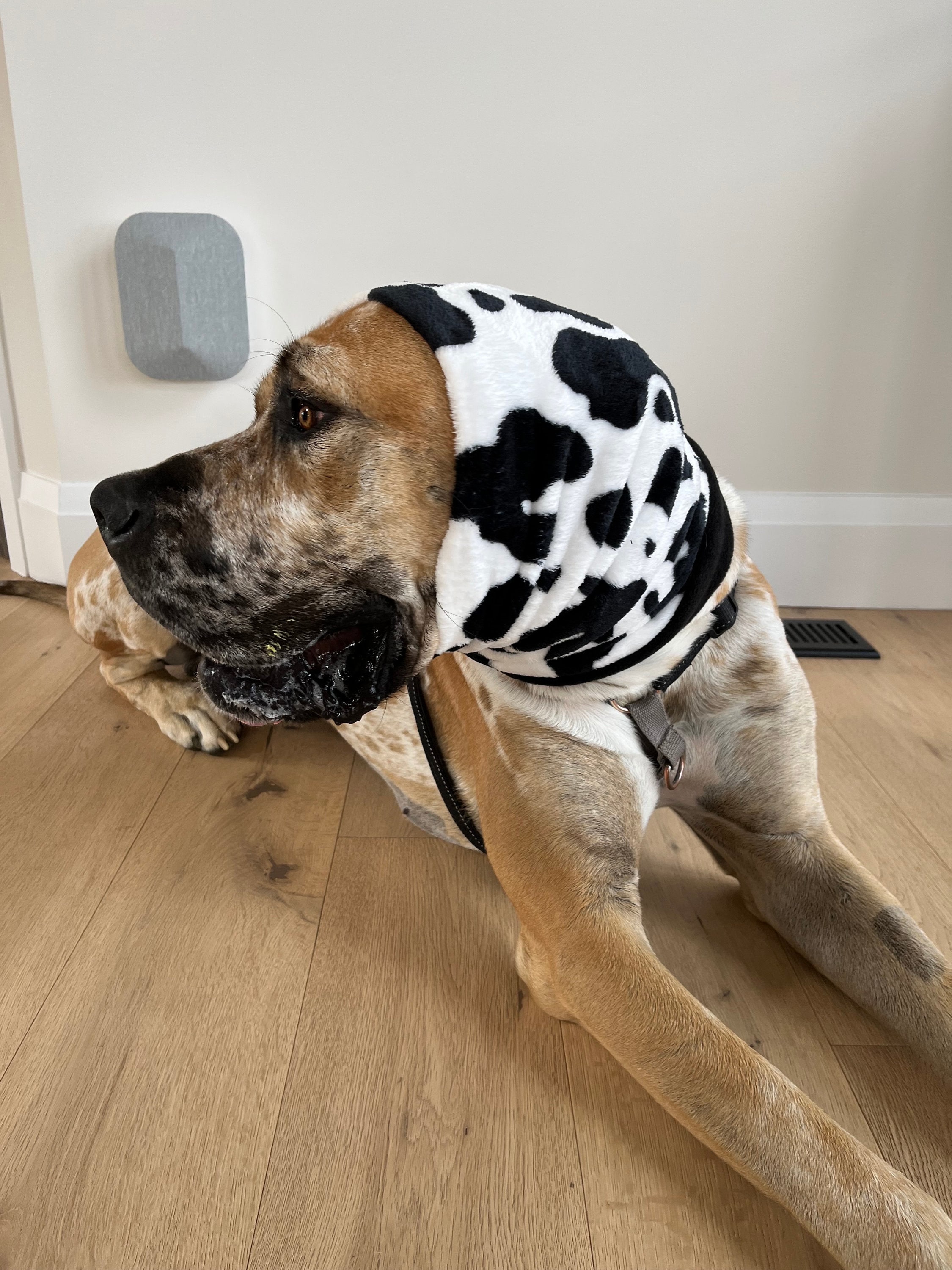 Great dane top clothing for humans