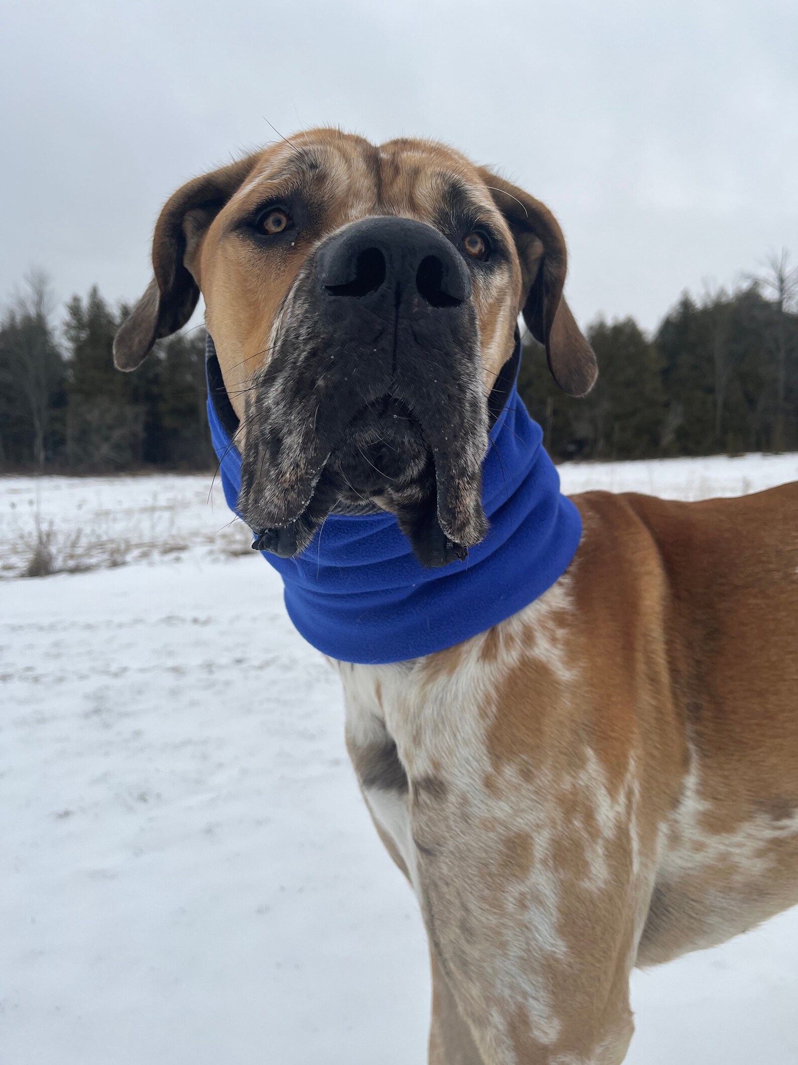 Dog Snood Fleece Dog Snood for Dogs Great Dane Snood Etsy