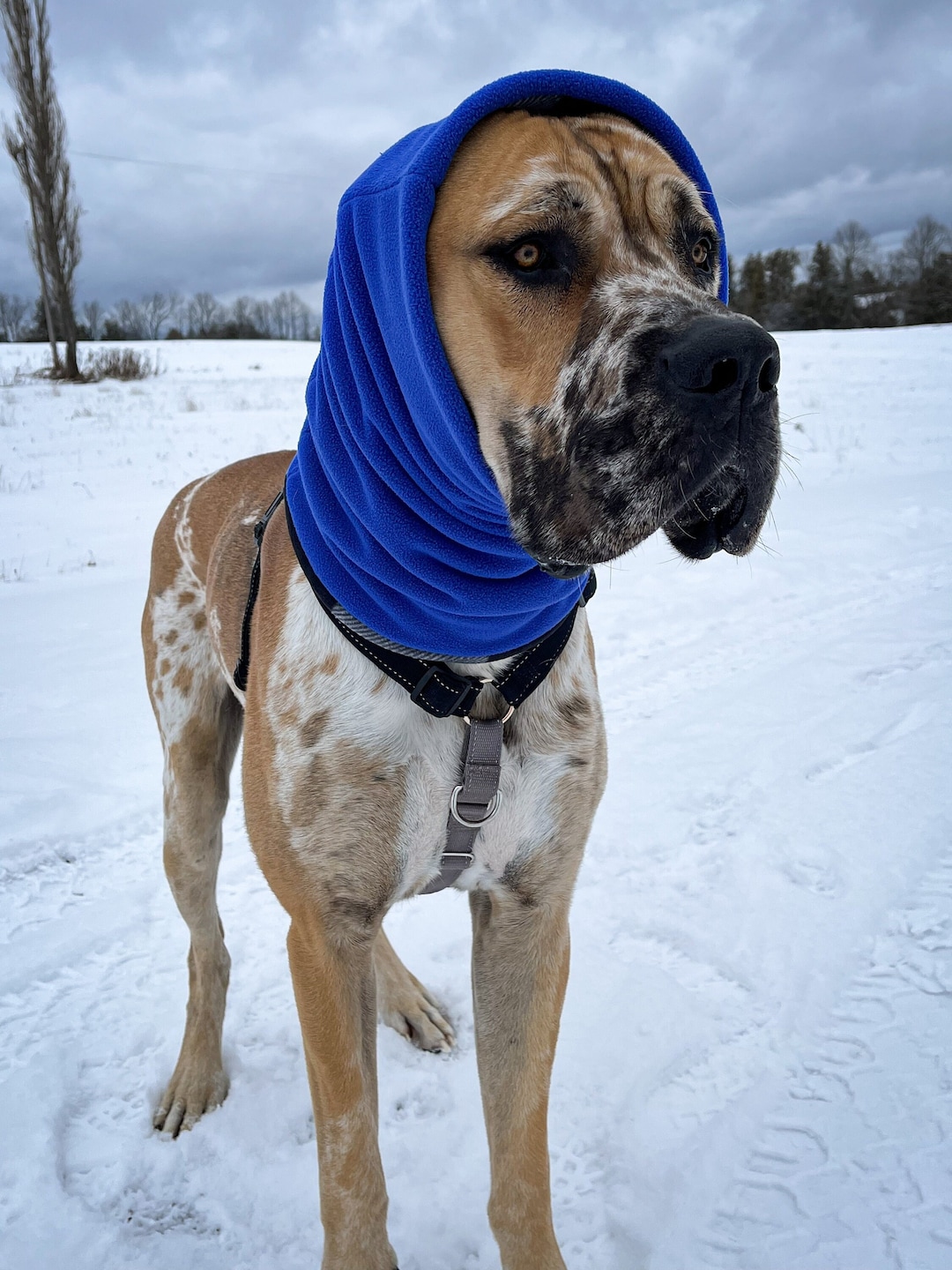 Dog Snood Fleece Dog Snood for Dogs Great Dane Snood Etsy