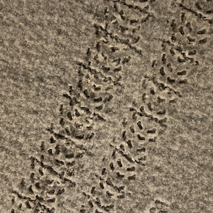 May include: Close-up of a textured, gray surface with two parallel tracks of dark, irregular shapes. The shapes appear to be footprints or impressions in the surface, creating a pattern.