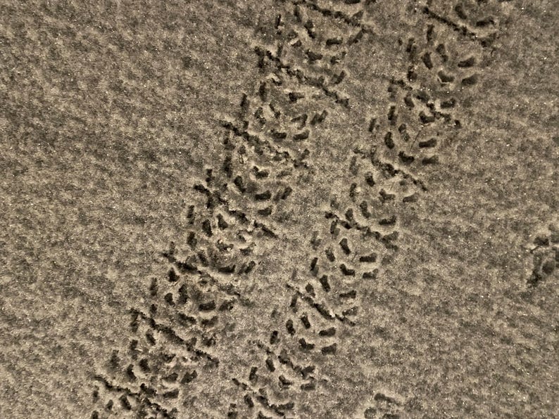May include: Close-up of a textured, gray surface with two parallel tracks of dark, irregular shapes. The shapes appear to be footprints or impressions in the surface, creating a pattern.