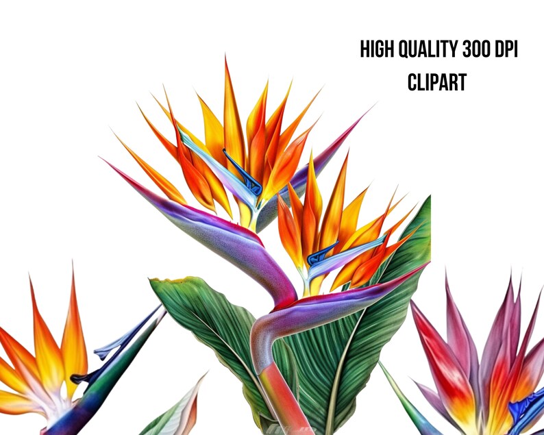 Printable Bird of Paradise Clipart Digital Downloads for - Etsy