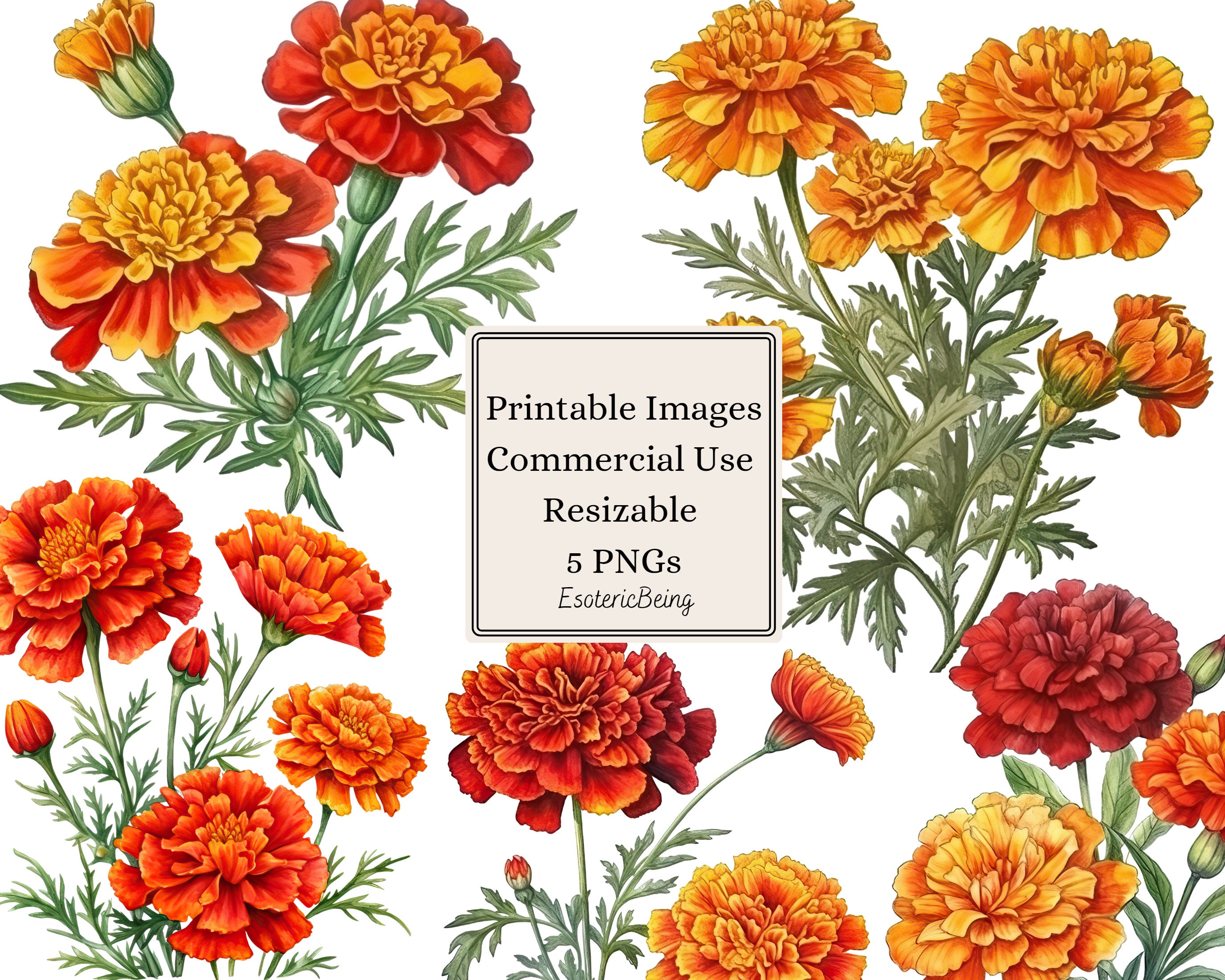 Marigold Flowers Clipart