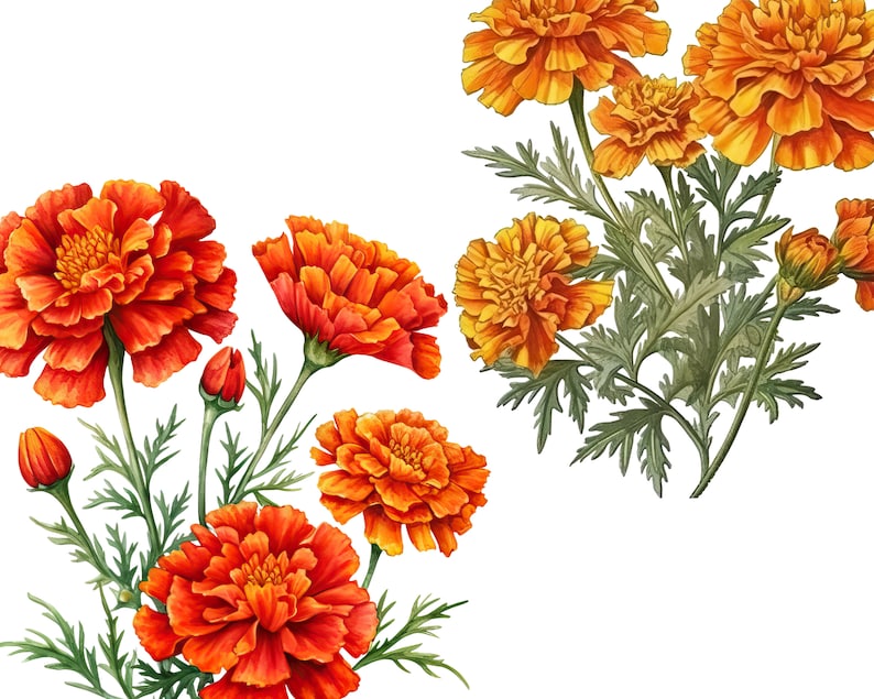 Printable Marigold Clipart Instant Digital Download Marigold - Etsy