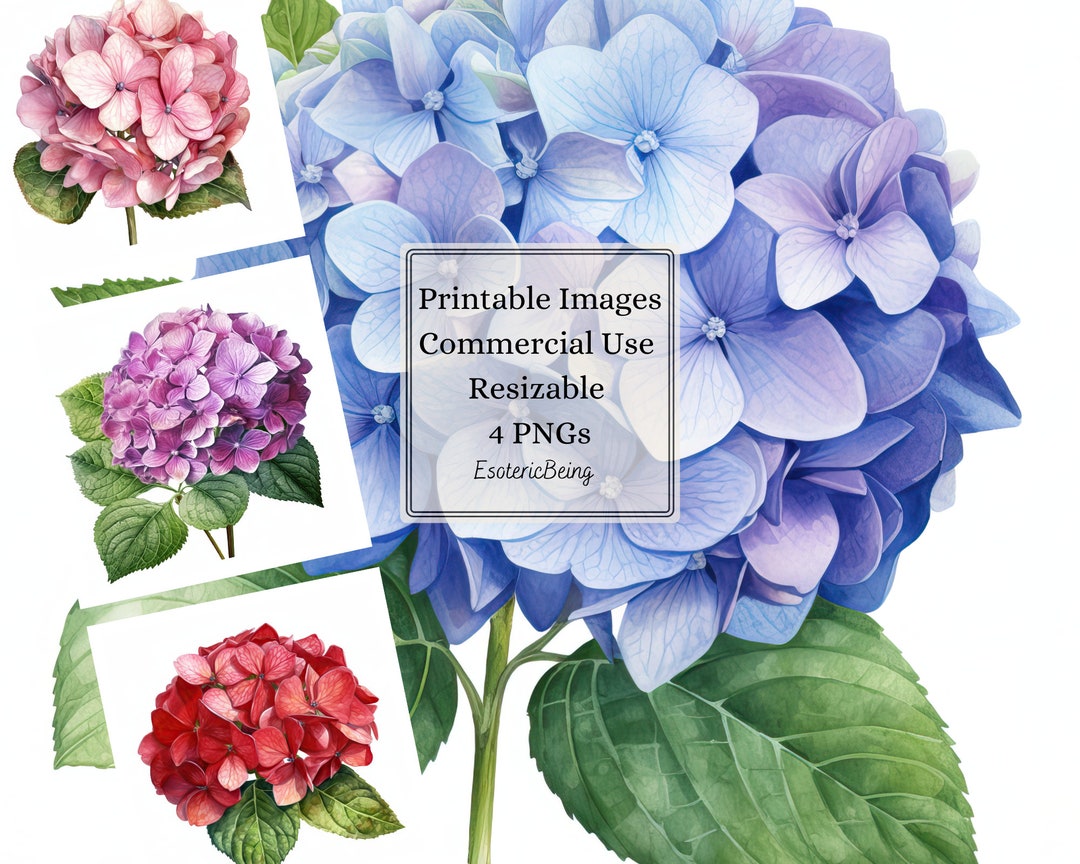 Printable Hydrangea Clipart Hydrangea Png Instant Digital - Etsy