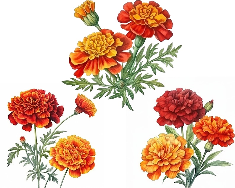 Printable Marigold Clipart Instant Digital Download Marigold - Etsy