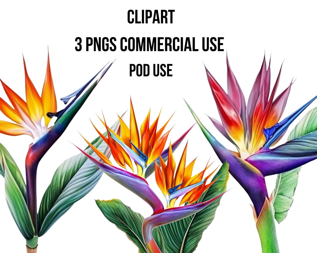 Printable Bird of Paradise Clipart, Digital Downloads for Crafting