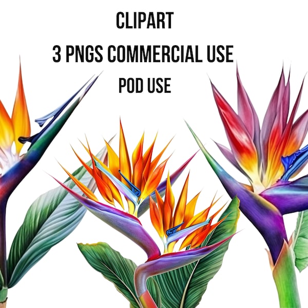 Printable Bird of Paradise Clipart, Digital downloads for crafting, Watercolor Birds Of Paradise Flowers, Clip Art, Prints, Print