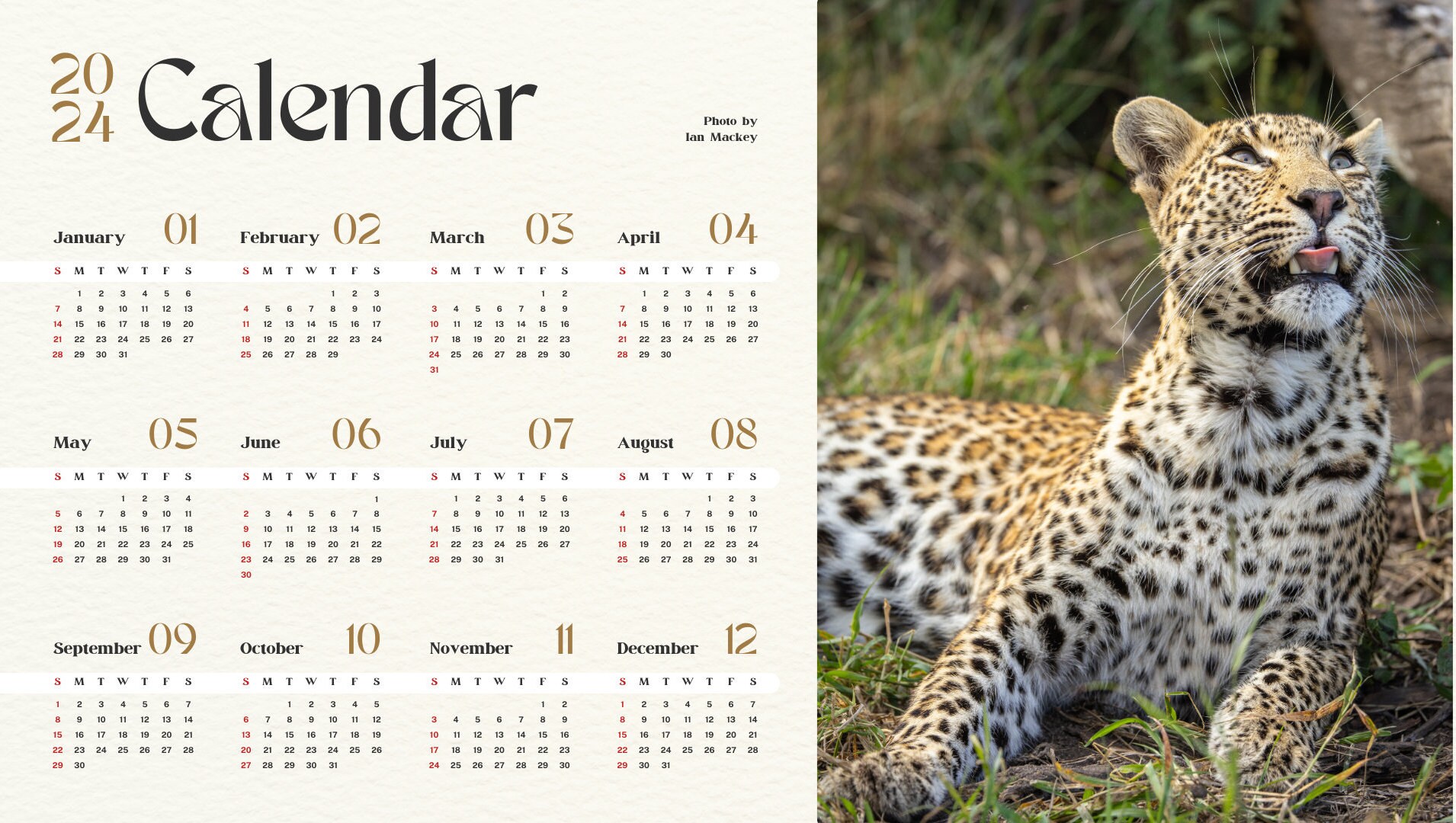 2024 Printable Calendar, Safari Animal Calendar, Wildlife Calendar