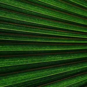 Green Nature iPhone Wallpaper Pack
