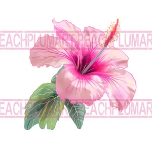 Hibiscus Png, Hibiscus Clip Art, Hawaiian Flower Png, Hibiscus Flower Png, Flower Png, Trendy flower png, Tropical Clip Art, Hawaii, DIGITAL