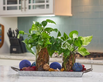 Live water, rooted, hydroponic plants.  Easy care.  It's all about simplicity!