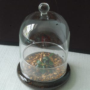 Anubias water plant terrarium. It's all about simplicity!