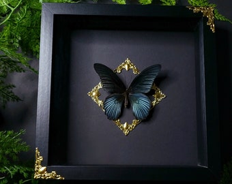 Echter Schmetterling Papilio memnon agenor | 3D Bilderrahmen mit großen Mormonen | Ornamente | GothicDeko | Entomologie
