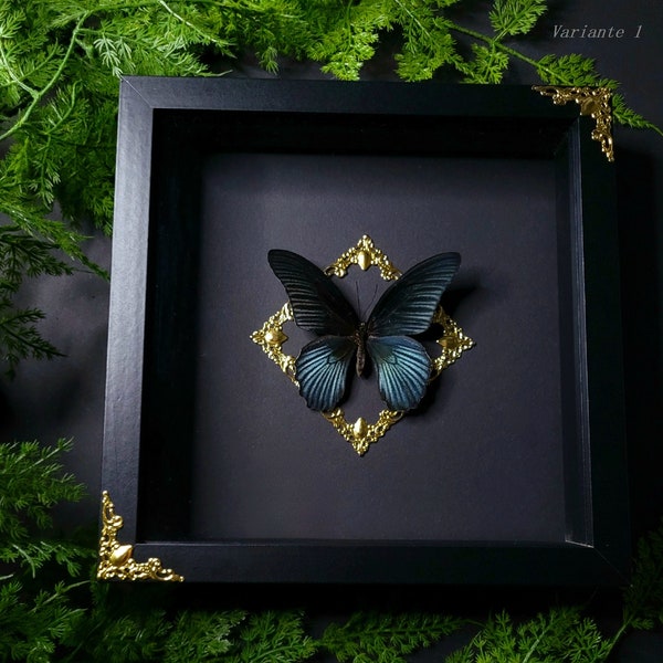 Real butterfly Papilio memnon agenor | 3D photo frame with large Mormons | Ornaments | GothicDeco | entomology