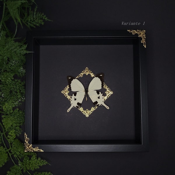 Papilio dardanus in a picture frame | Butterfly picture frame | golden baroque ornaments | Gothic decoration | Entomology insects