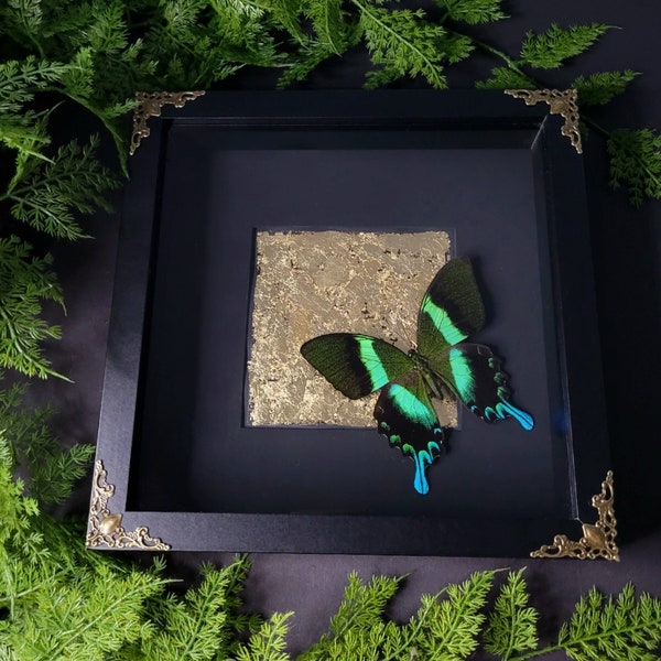 real Papilio Blumei on a golden background | 3D insect frame with gold leaf | blue green butterfly | entomology