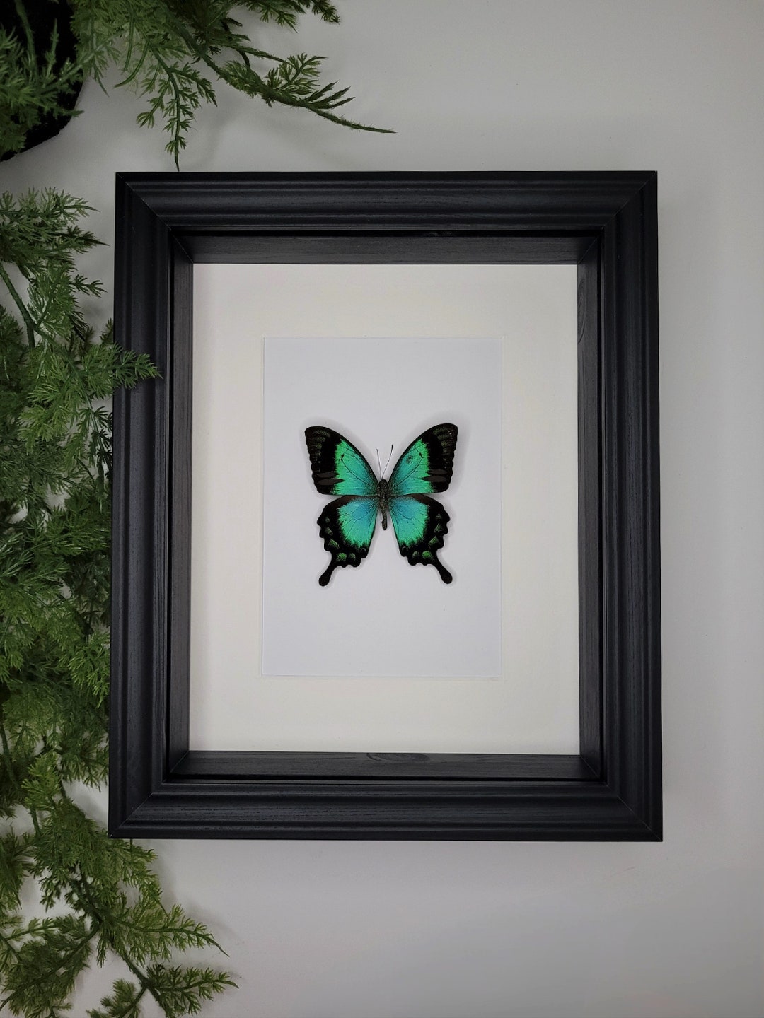 Papilio Lorquinianus in the 3D Classic Picture Frame Butterfly Frame