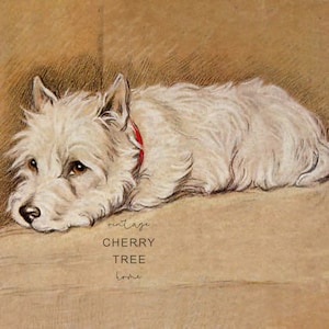 Antique Art Westie Dog Painting Timothy White West Highland White Terrier Vintage Artist Lucy Dawson 1937 &#39;Timothy (White)&#39; Public Domain