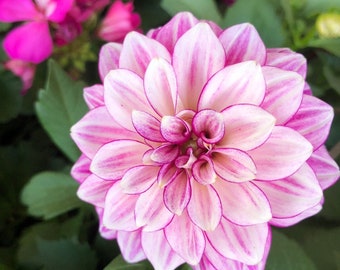 Pink Dahlia Flower Photo Print: Floral Wall Art (Digital Download)