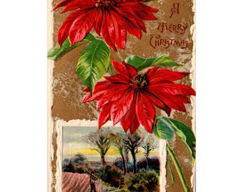 ポストカード、グリーティング、クリスマス、ポインセチア、エンボス加工、1910年12月7日、アンティーク（PC135）