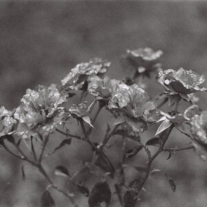 Gocce di rugiada sulle rose a Cortona, Italia - Stampa su pellicola 35mm