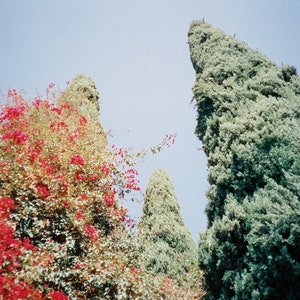 Spojrzenie w górę na Silver Lake, Los Angeles, Kalifornia - wydruk filmu 35 mm