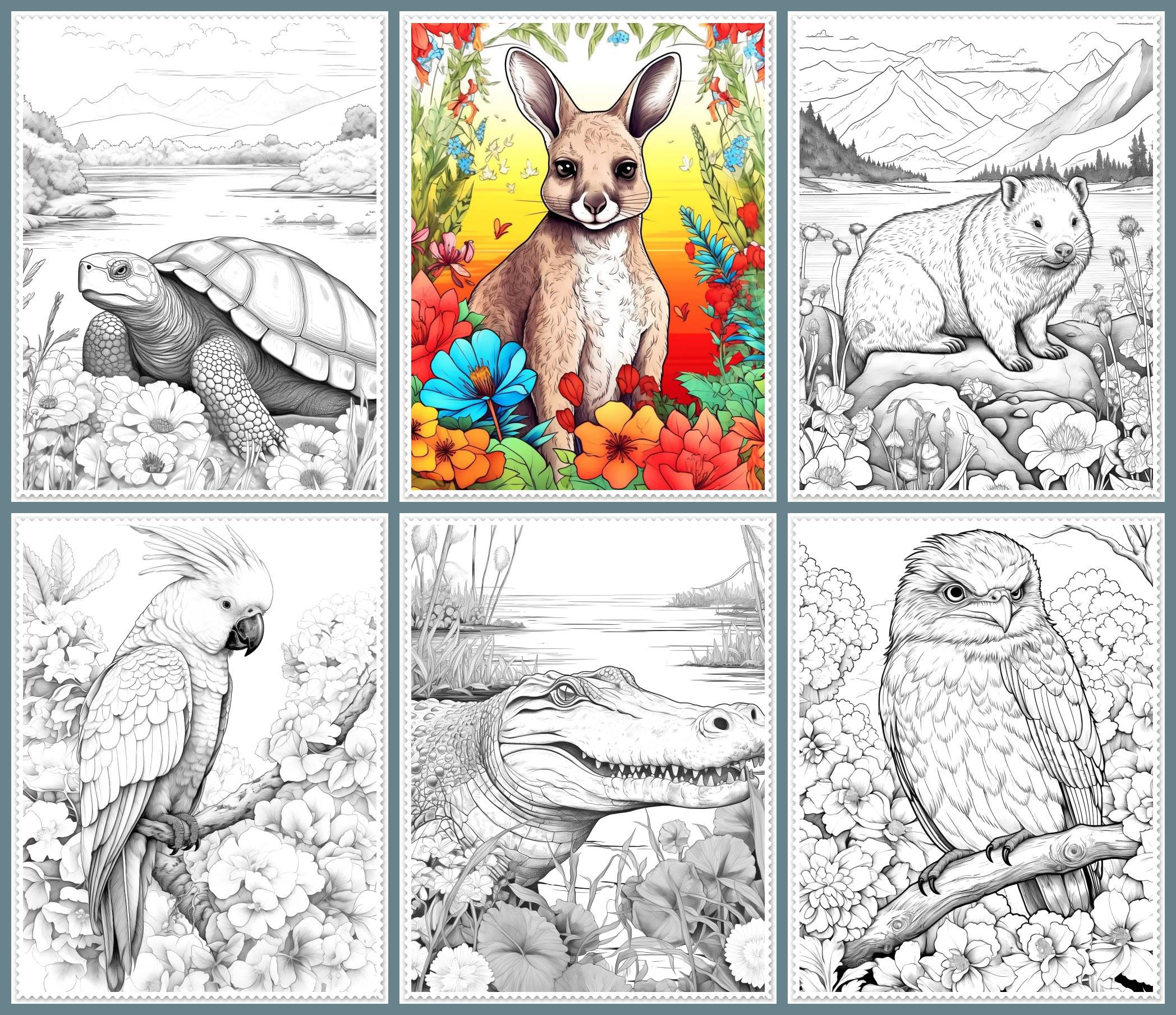 23 Australian Animals Coloring Pages Printable Australian - Etsy