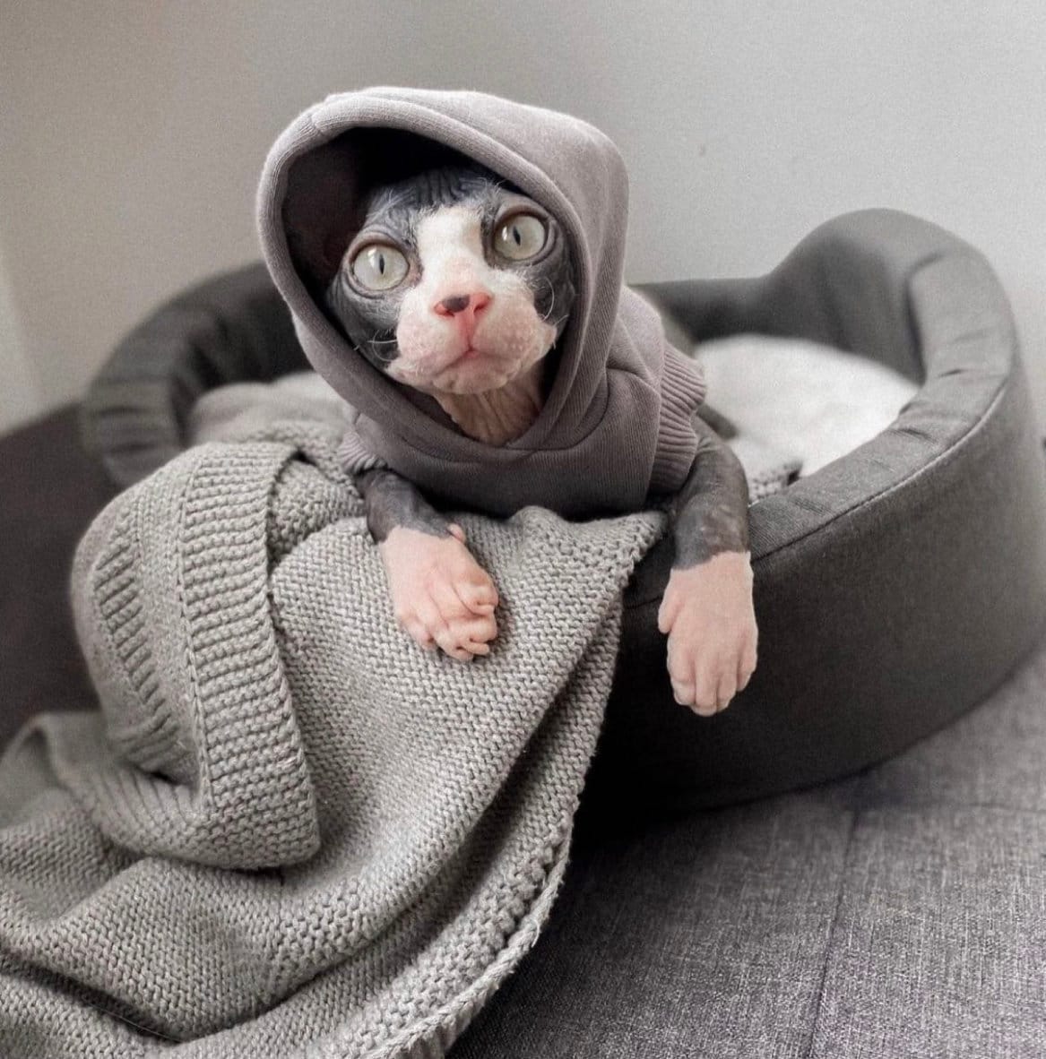 Cat's Hoodie Skulls – Schwarzer Kapuzenpulli Für Sphynx & Nackte Katzen (Gr. L, 100% Bio-Baumwolle)