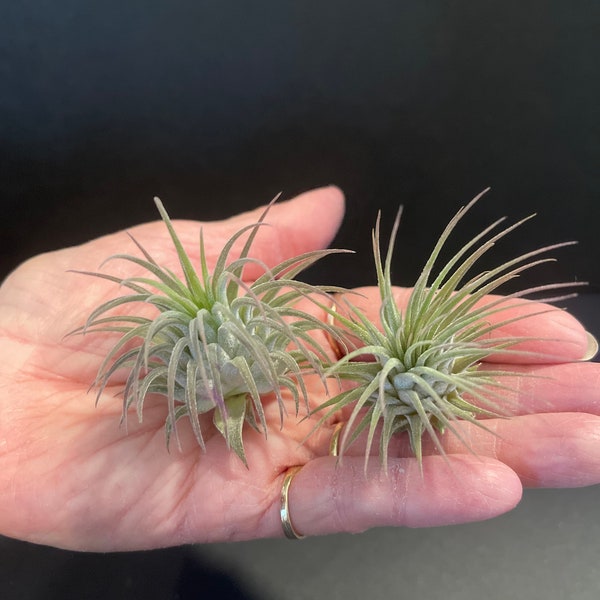 Air Plants - Tillandsia Ionantha - Fast Shipping