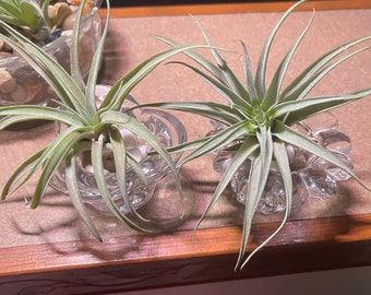 Pack of 2 - Air Plants - Tillandsia - Fast Shipping