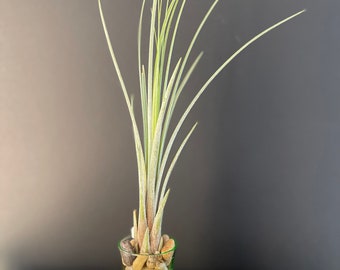 Air Plants - Tillandsia Juncea - Fast Shipping