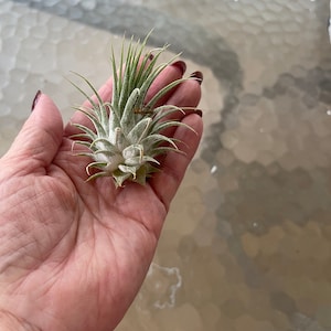 Air Plant - Ionantha - Tillandsia - Fast Shipping
