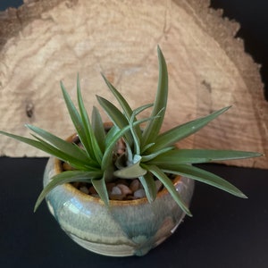 2 Pk. - Air Plant - Tillandsia - Fast Shipping