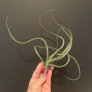 Air Plant - Tillandsia - Fast Shipping
