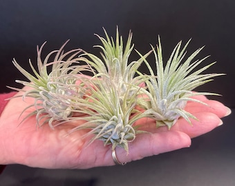 Tillandsia Ionantha - Pack of 4 - Air Plant - Terrarium - Plants - Fast Shipping