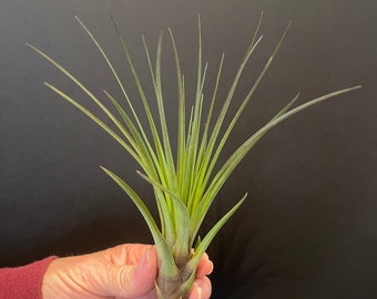 Air Plant - Tillandsia - Fast Free Shipping