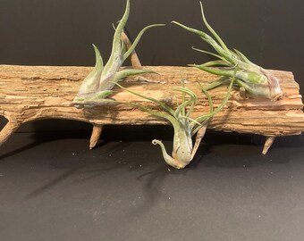 Air Plants - Tillandsia Caput Medusae - Fast Shipping