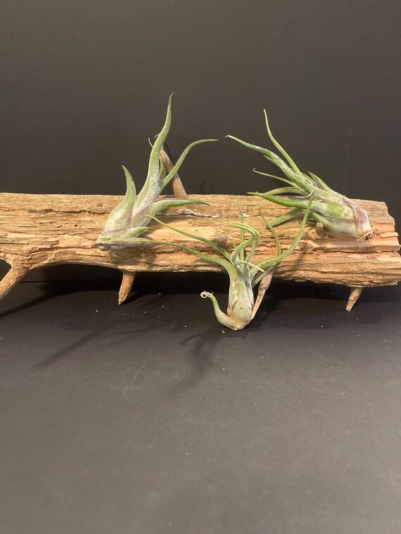lavender plant gift Xmas Present Ideas: Lavender After-Shower Gift main image 0
